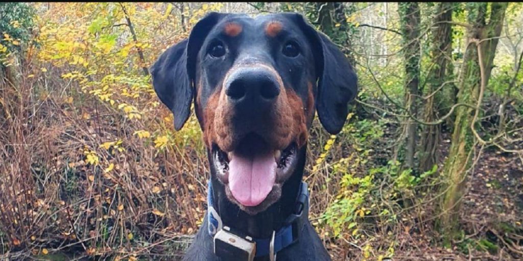 Hunden insisterte på å hilse på fremmed kvinne – det endte med å redde eierens liv