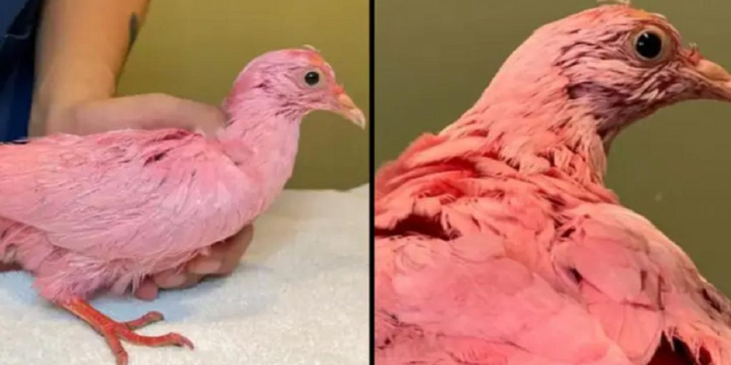 Rosa due oppdaget i parken: Når veterinær finner ut årsaken, blir han rasende