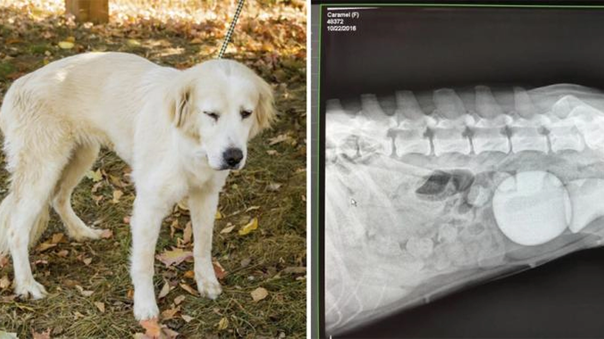 Hund oppfører seg rart i flere måneder: Veterinæren blir lamslått når han ser røntgenbildet