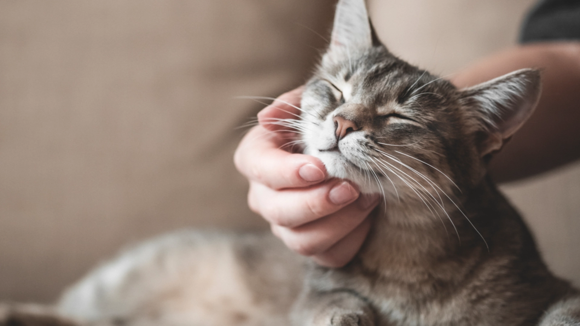Flere har lurt på: Det er derfor katten din elsker å ligge på et stykke papir