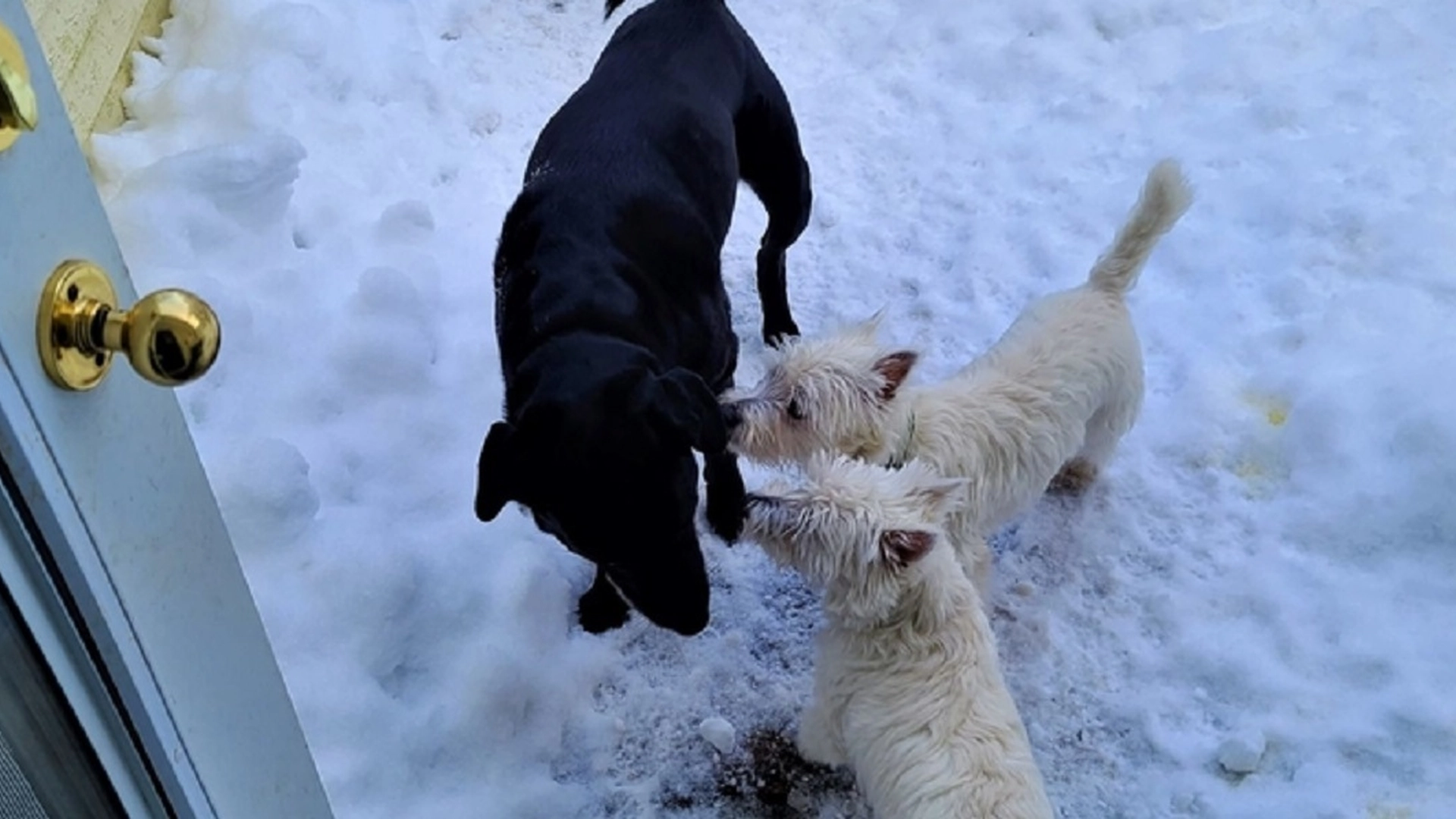 Veterinær erklærer: Jeg kommer aldri til å ha disse populære hunderasene selv