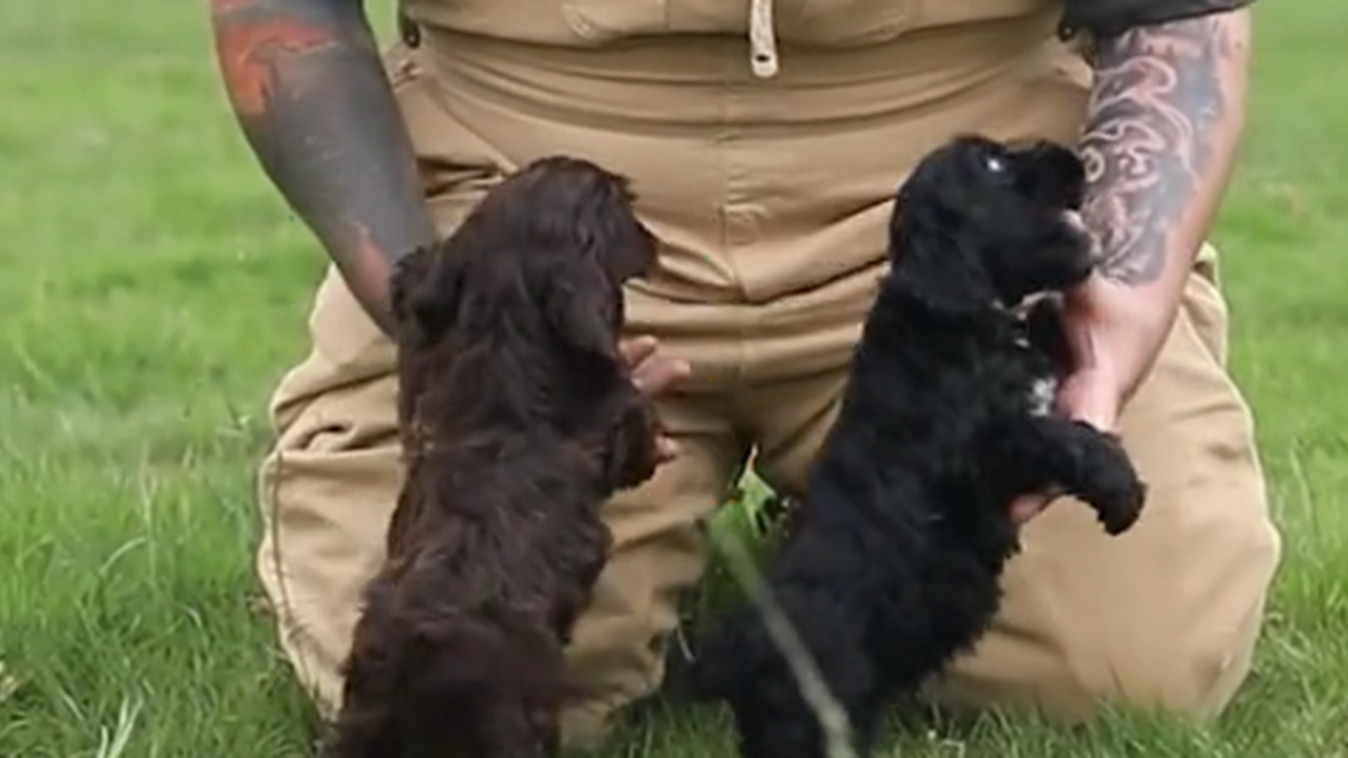 Advarsel fra hundeekspert: For mange eiere er skyldige i å gjøre nettopp det