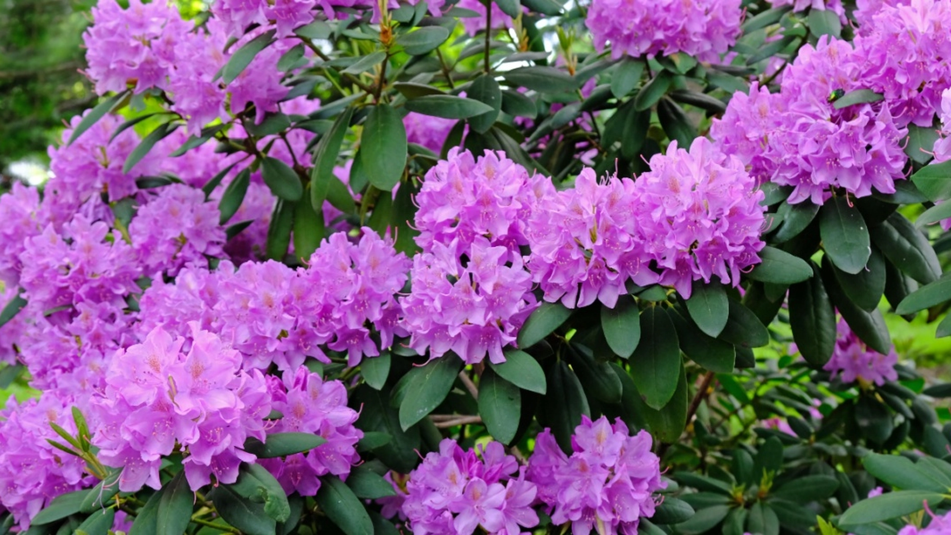 De fleste rhododendron har stygge blader etter vinteren: Denne enkle behandlingen gjør dem raskt vakre igjen