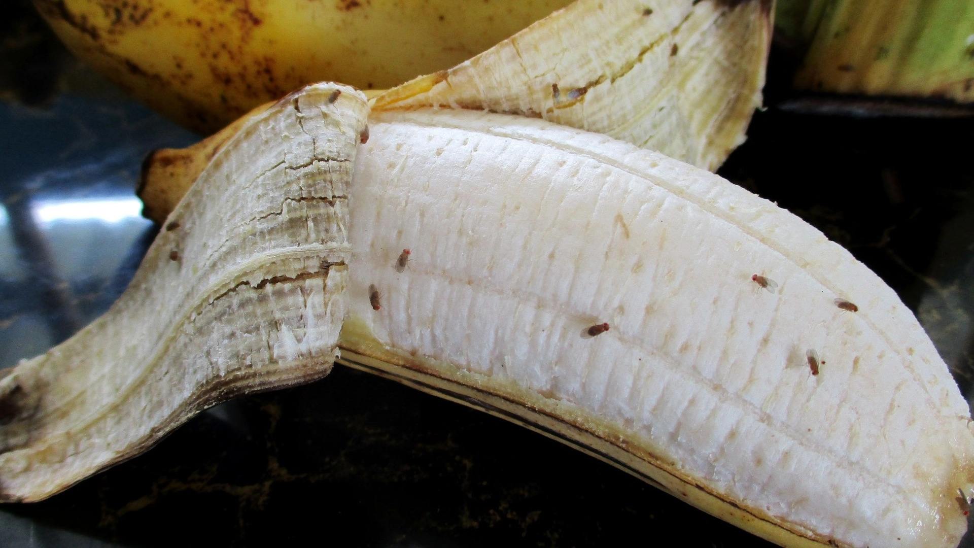 Mor til 5 barn avslører: Hvordan de ble kvitt bananfluer