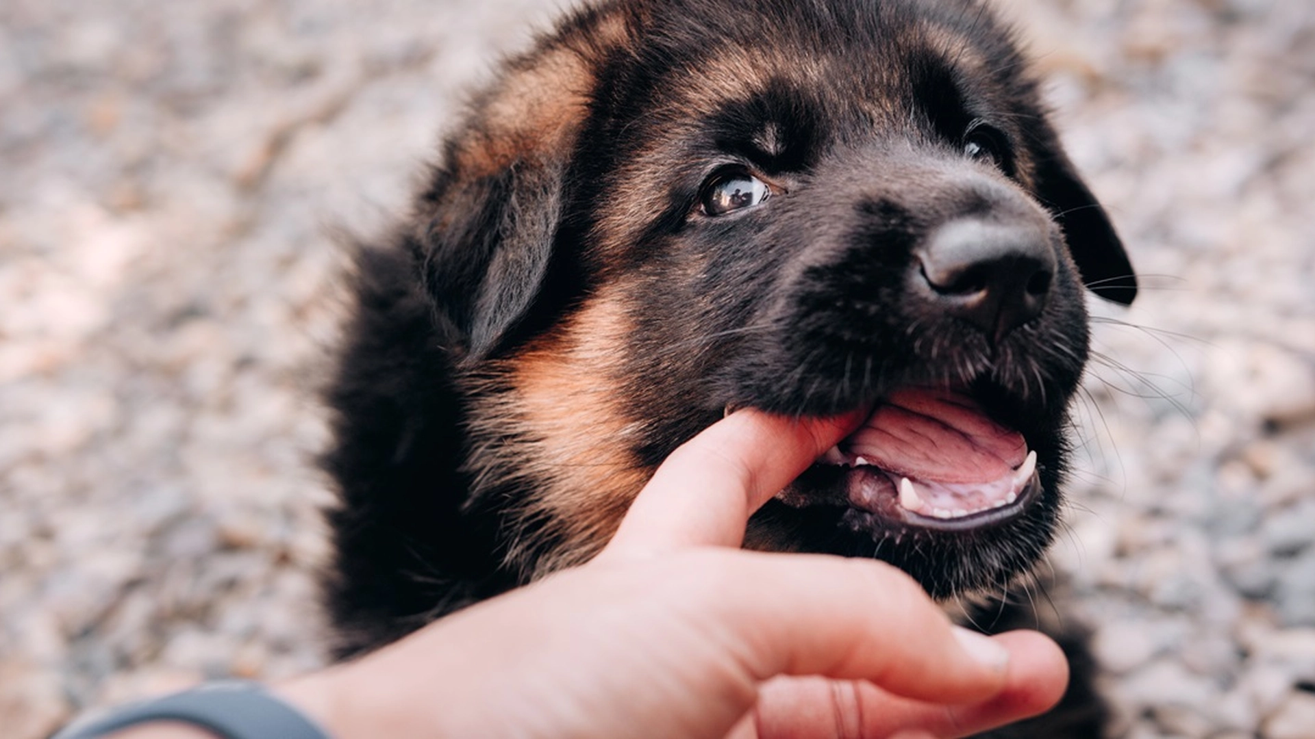 Veterinær anbefalte avliving av valp – heldigvis ga familien den en sjanse