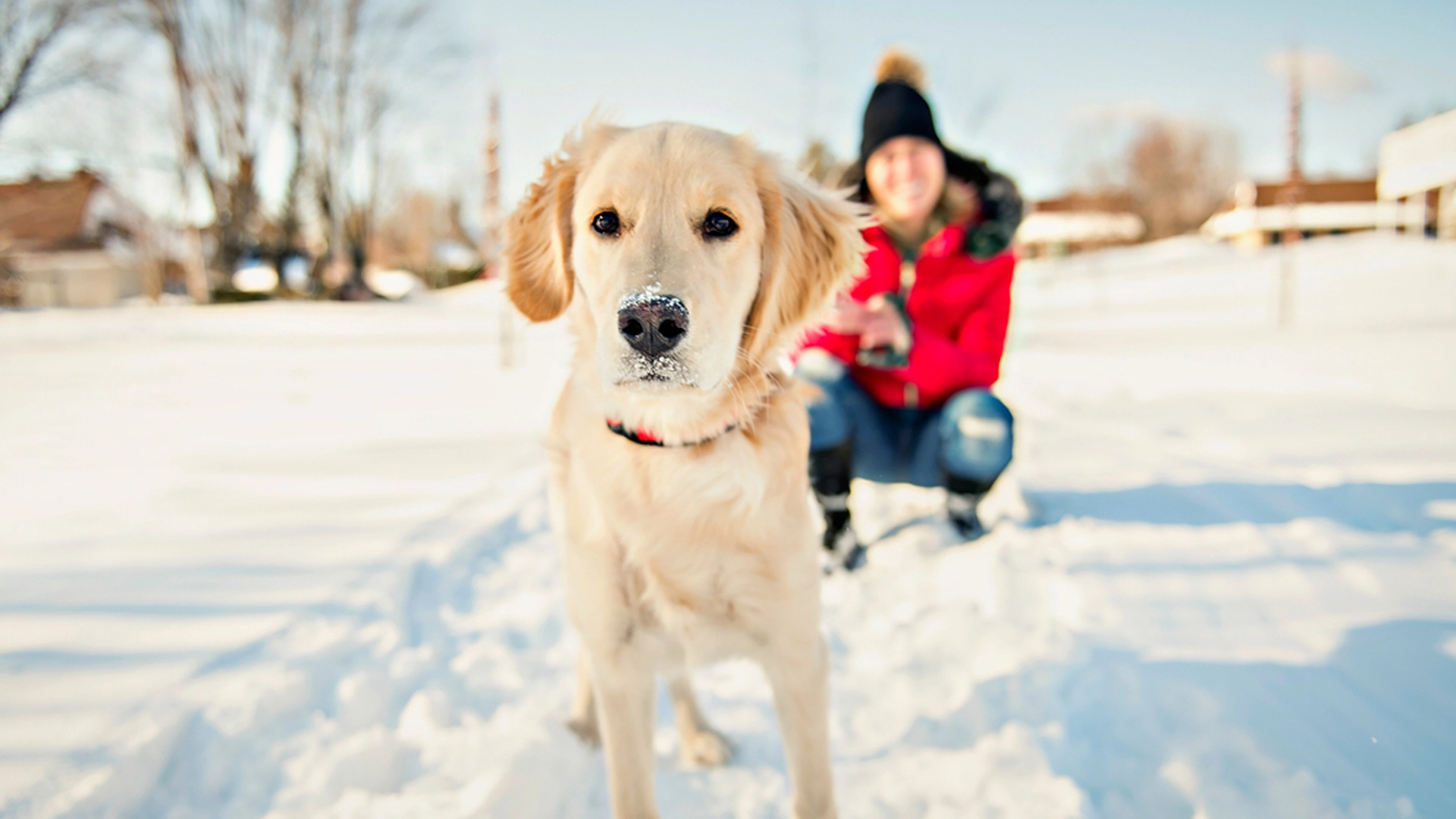 8 gode tips for når du lufter hunden om vinteren: Spesielt nummer 5 er viktig å tenke på