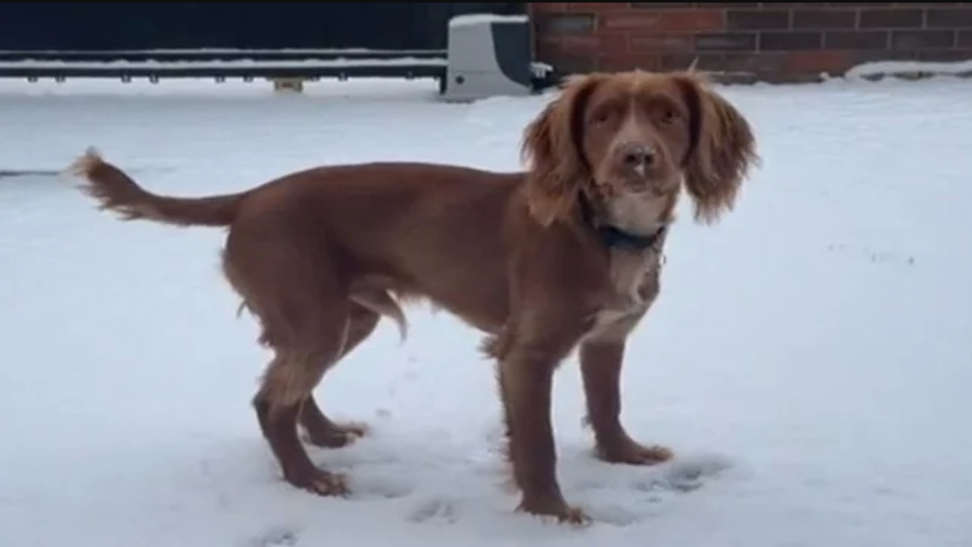 Hund ser snø for første gang: Eieren får et sjokk når hun ser hundens reaksjon