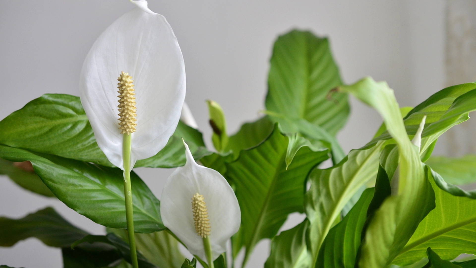 Plasser fredsliljene dine her: De vil blomstre året rundt