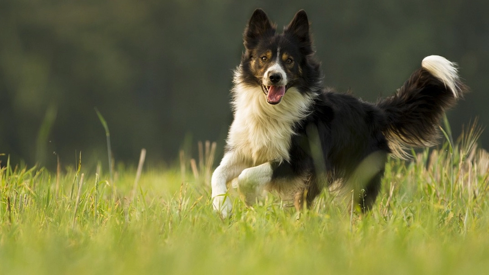 Hunden hyrder lam med spesiell teknikk: Internett dør av latter