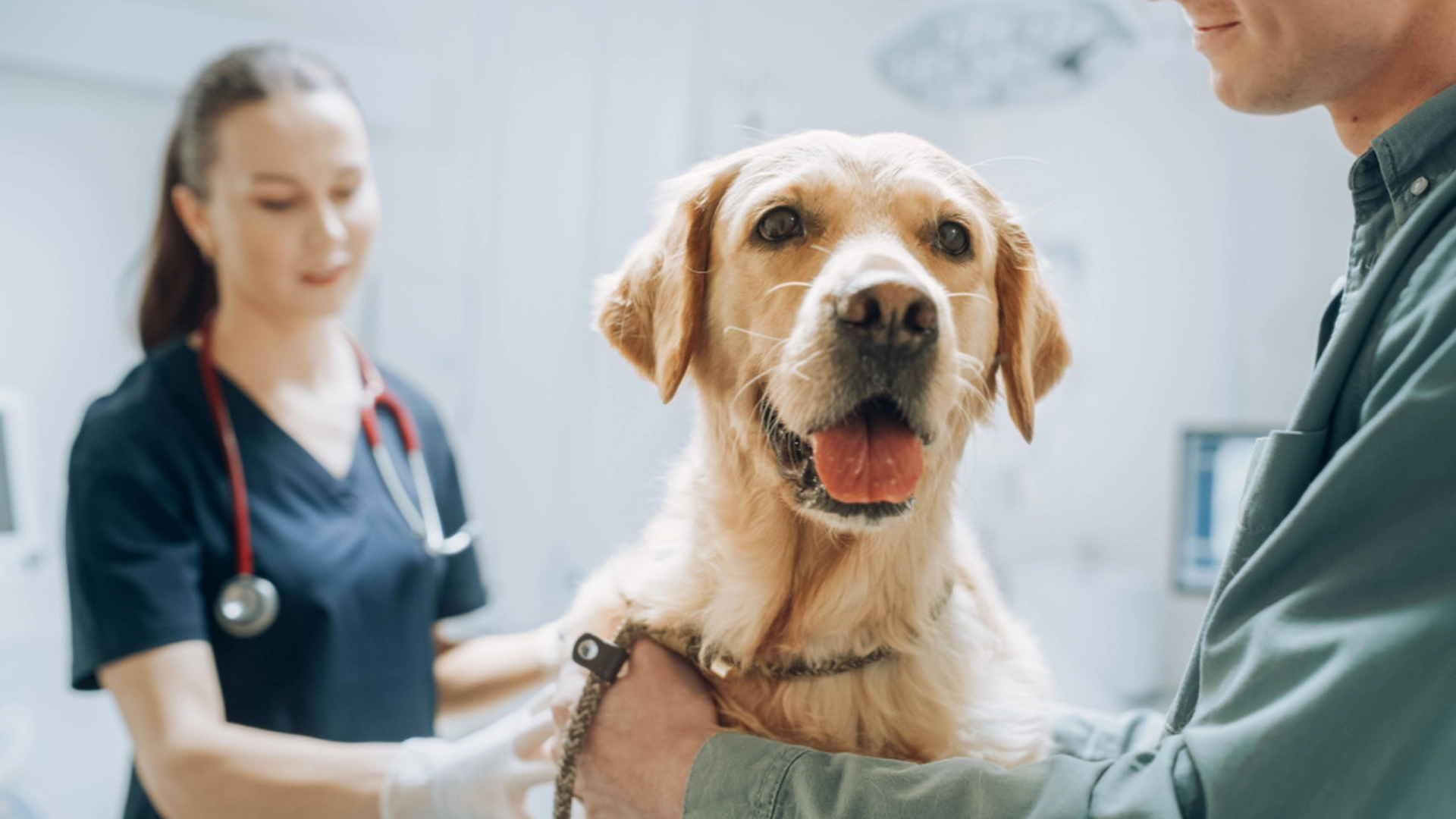 Advarer hundeeiere: Populære leker kan være dødelige for hunden din