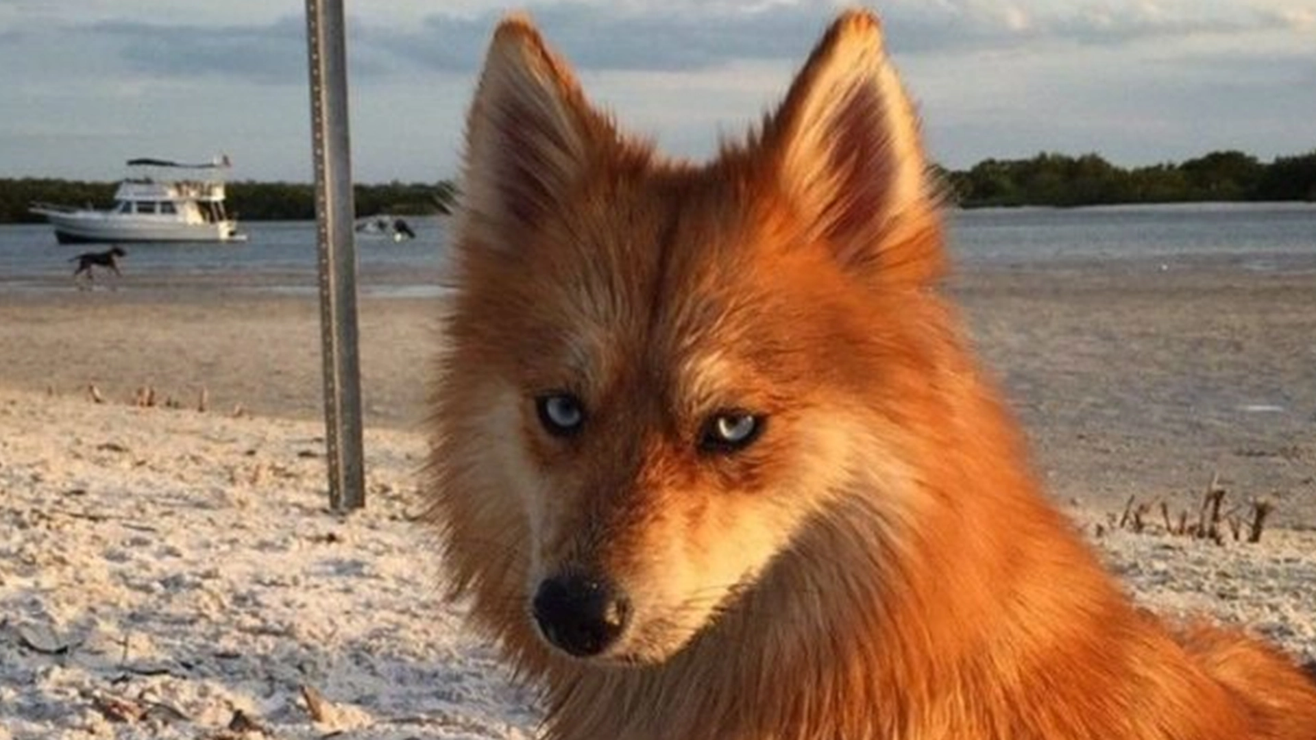 Internett er i ekstase over denne nydelige hunden som ser ut som en rev