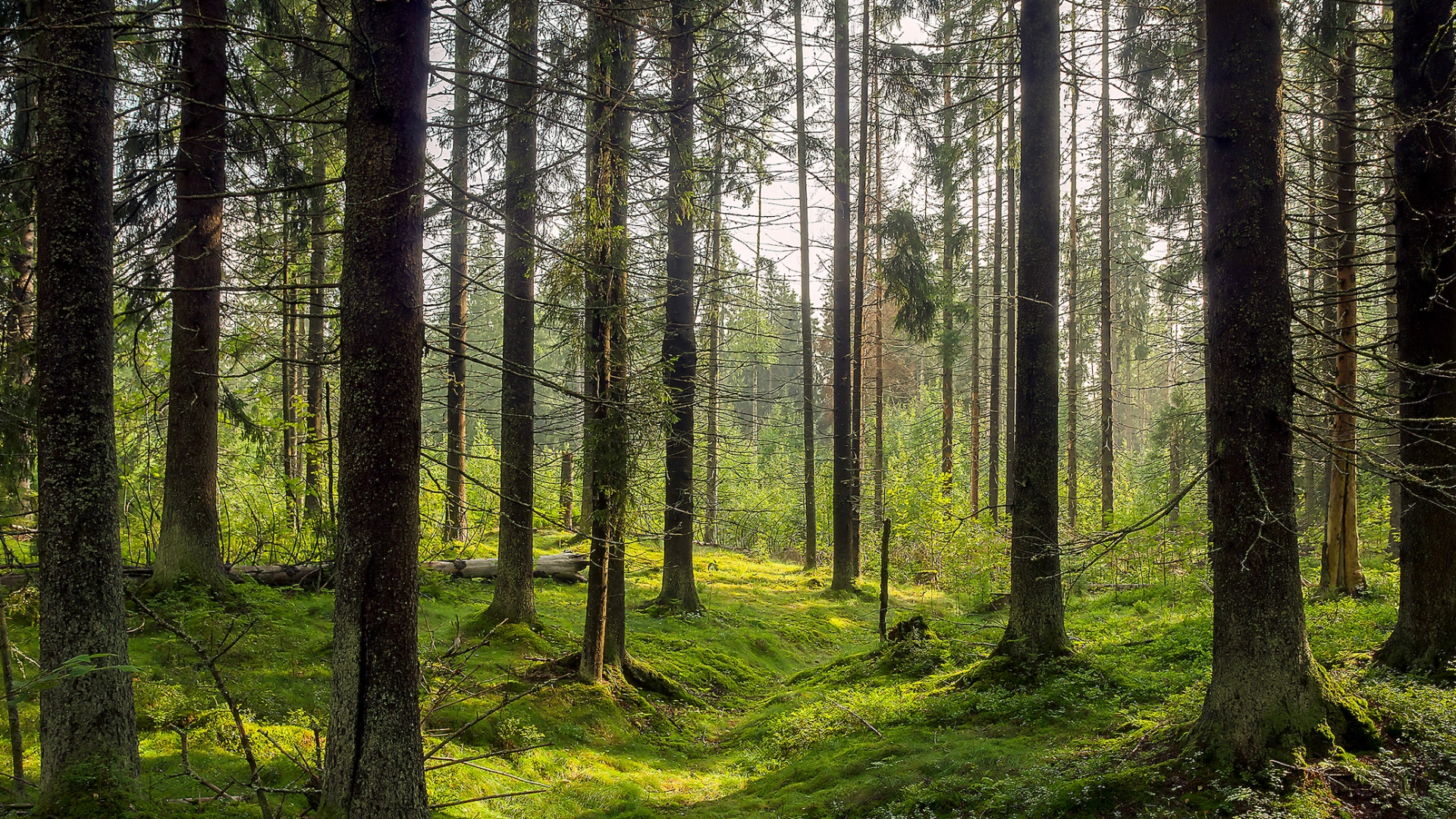 Gåtur førte til utrolig oppdagelse: hadde ligget skjult siden 1800-tallet