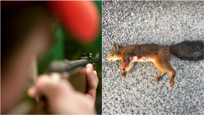 Tenåringsgutter mishandlet ekorn og lo, mens dyret hylte – så dukket Susanne opp