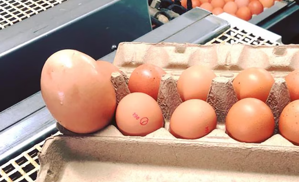 Bonden finner et stort egg under høna – når det klekkes trodde ikke forskerne sine egne øyne