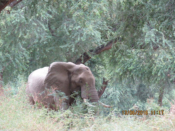 Døden nær i nasjonalpark: Plutselig endret elefanten retning