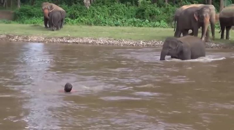 En utrolig hendelse i naturparken: Ung elefant redder elefanttreneren sin fra å drukne