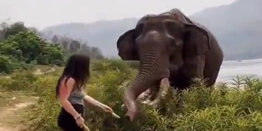 Ung kvinne provoserer elefant: Det kom hun raskt til å angre på