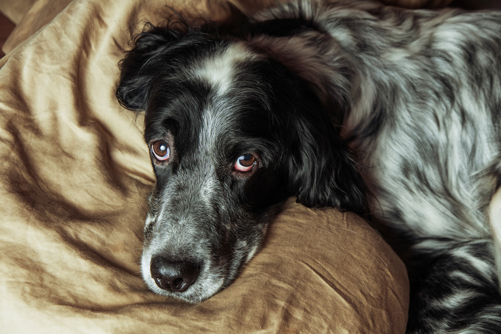 Kvinne vinner rettsak: Blir betalt for å være hjemme og passe på sin syke hund