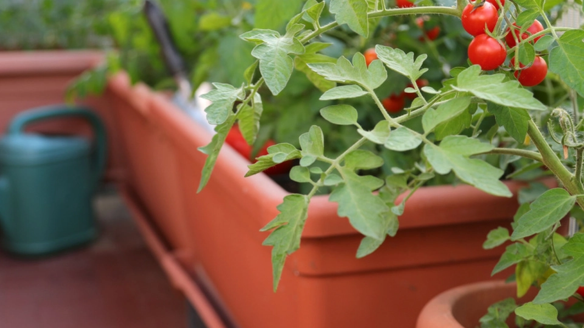Behold tomatbladene etter beskjæring: De er gull verdt i hagen