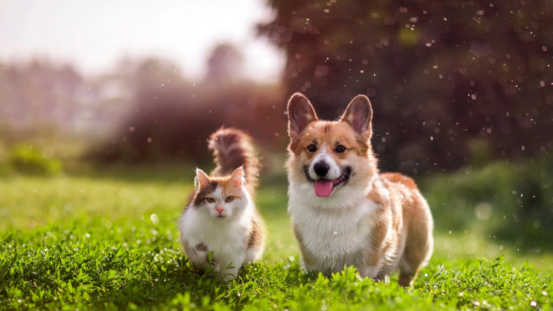 Hvem er smartere, hund eller katt? Ifølge forskning har dette husdyret høyest IQ