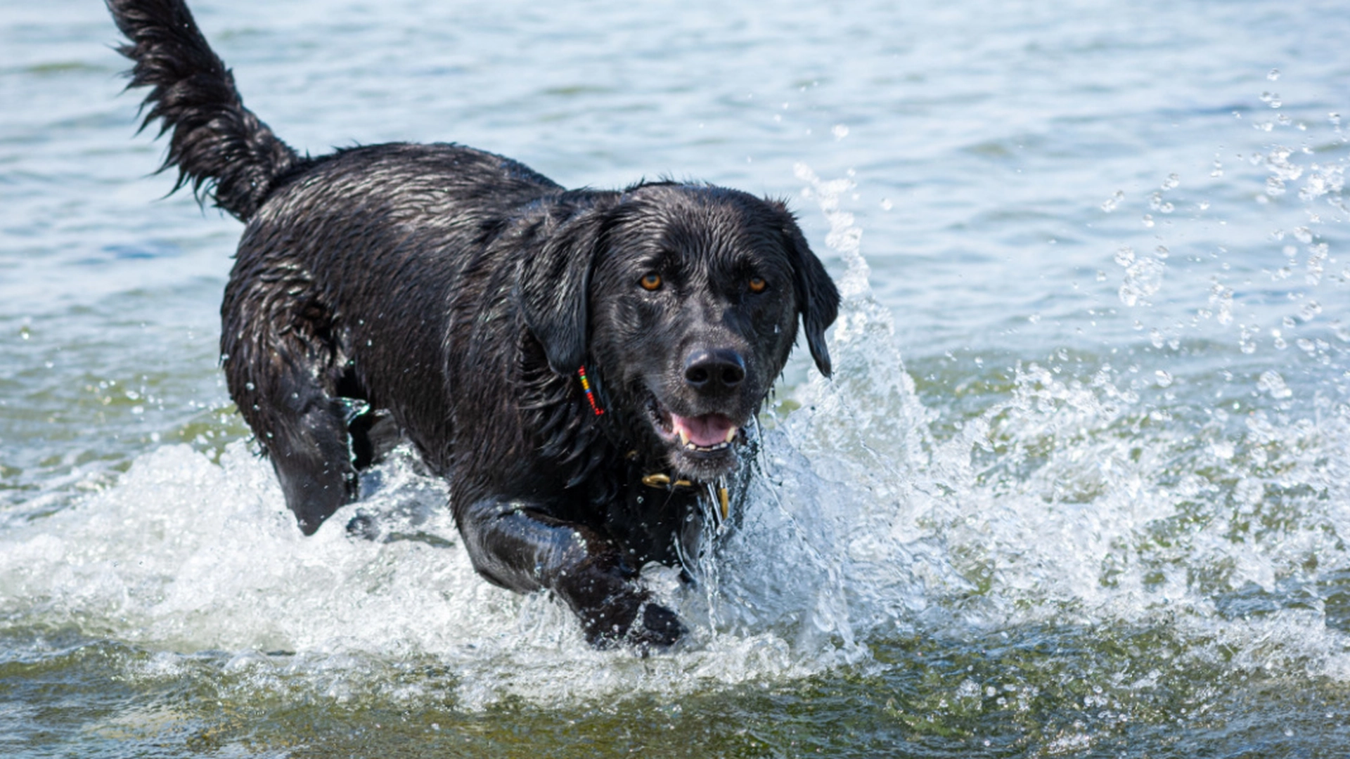 Slår alarm: Kan drepe hunden din
