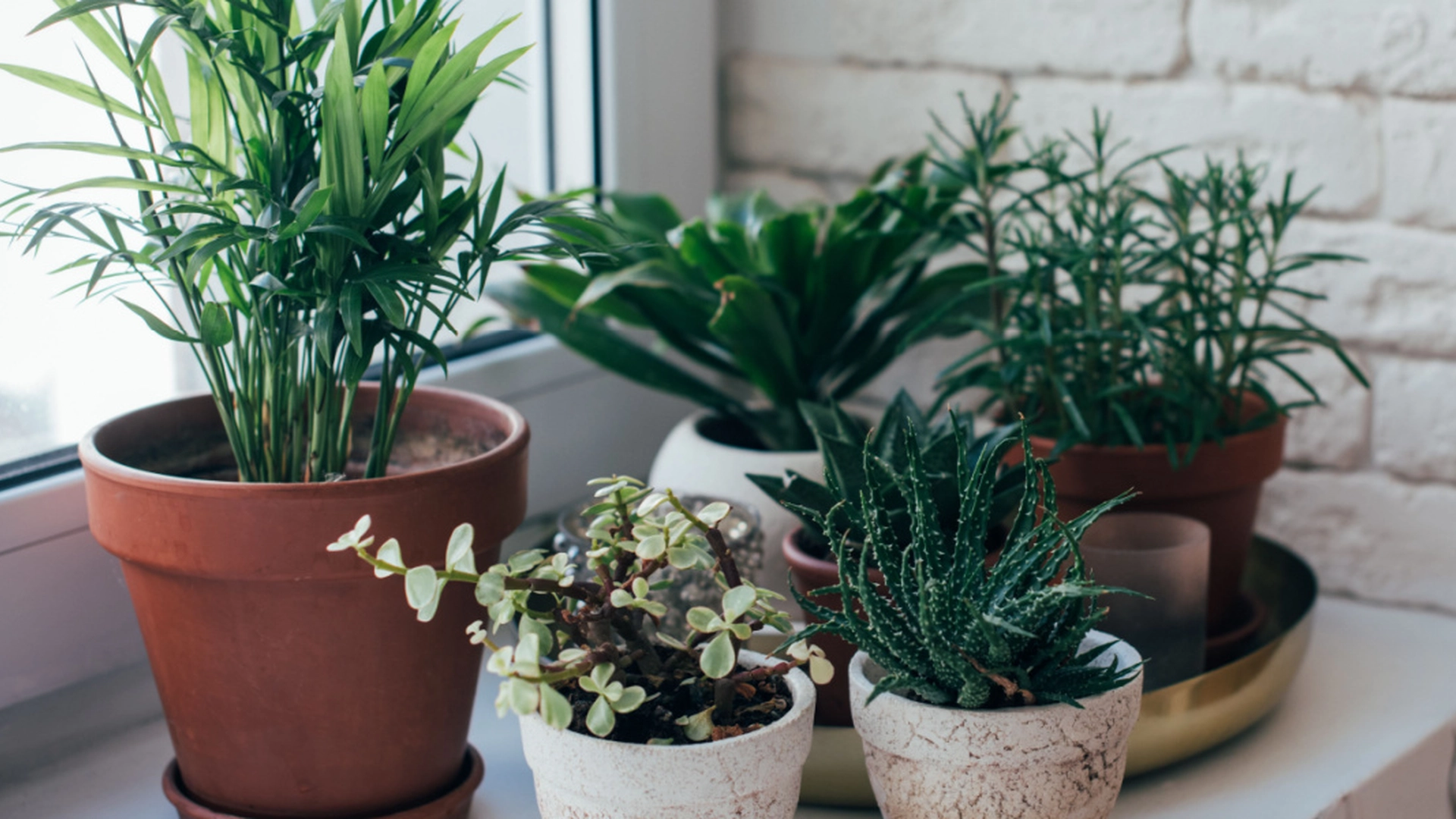 Altfor mange mennesker gjør vanlige potteplantefeil: Du dreper dem, advarer gartneren
