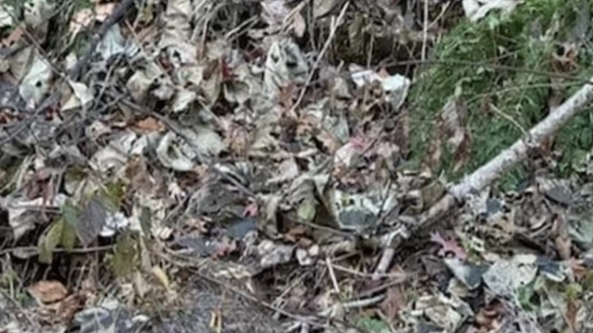 Hund drar eieren til en haug med løv: Da går alvoret opp for eieren