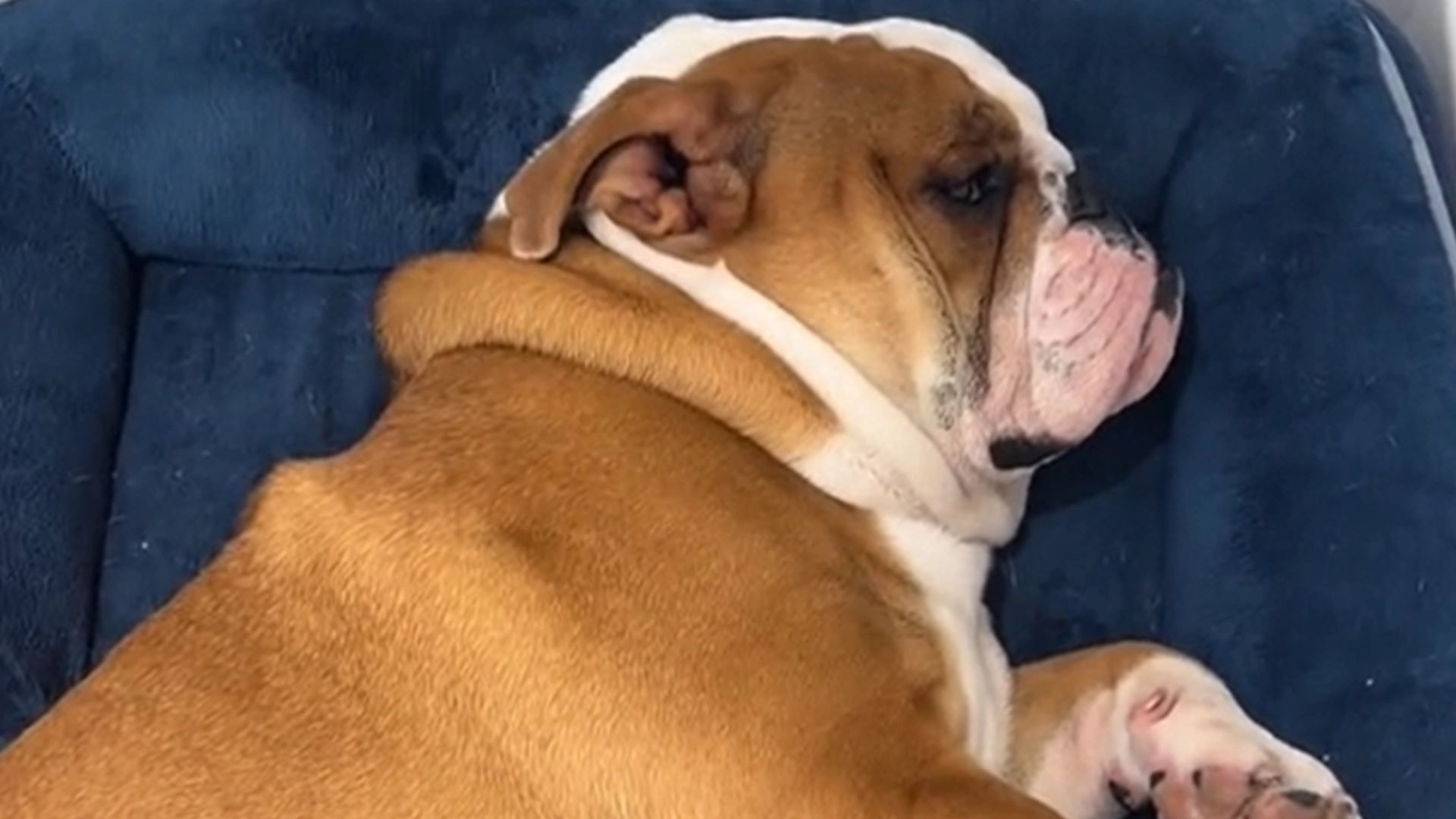 Doven Bulldog nekter å gå: Se den morsomme videoen