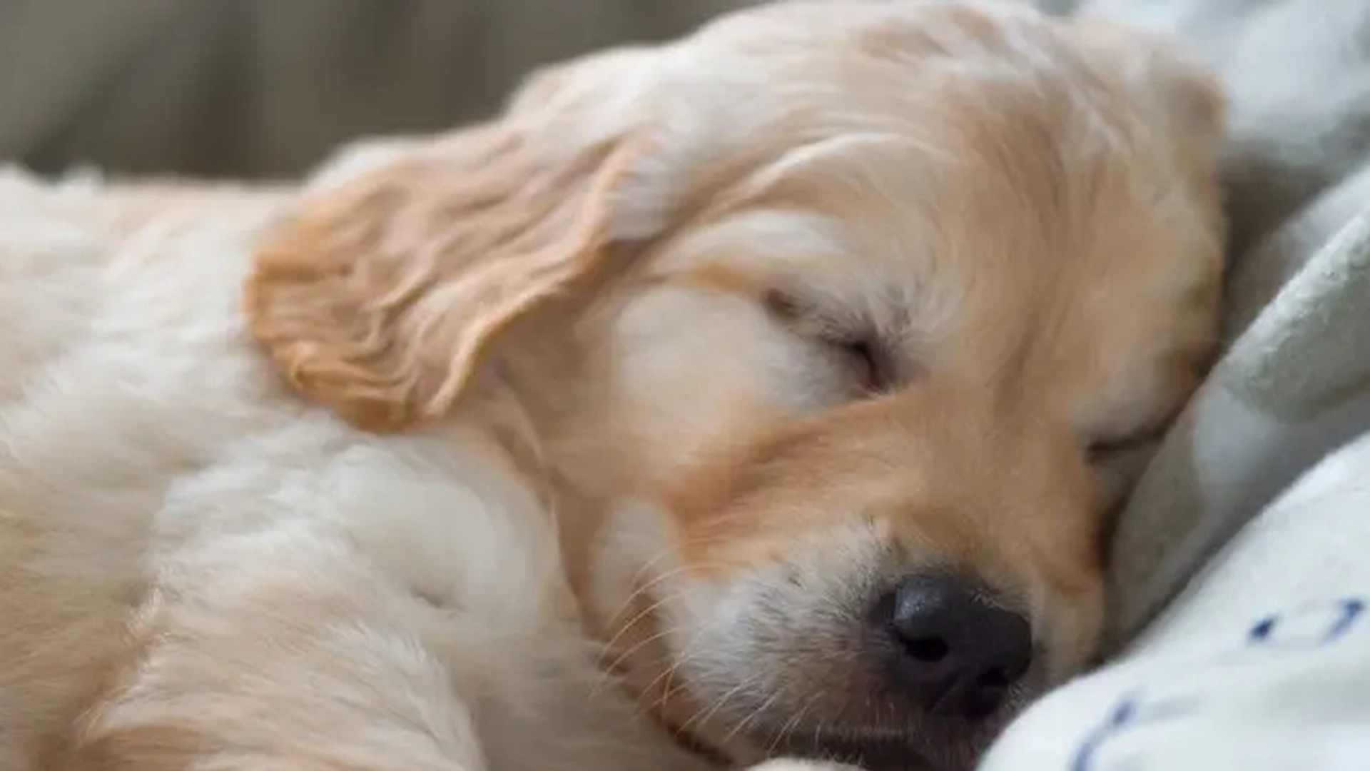 Derfor må du la hunden sove i sengen