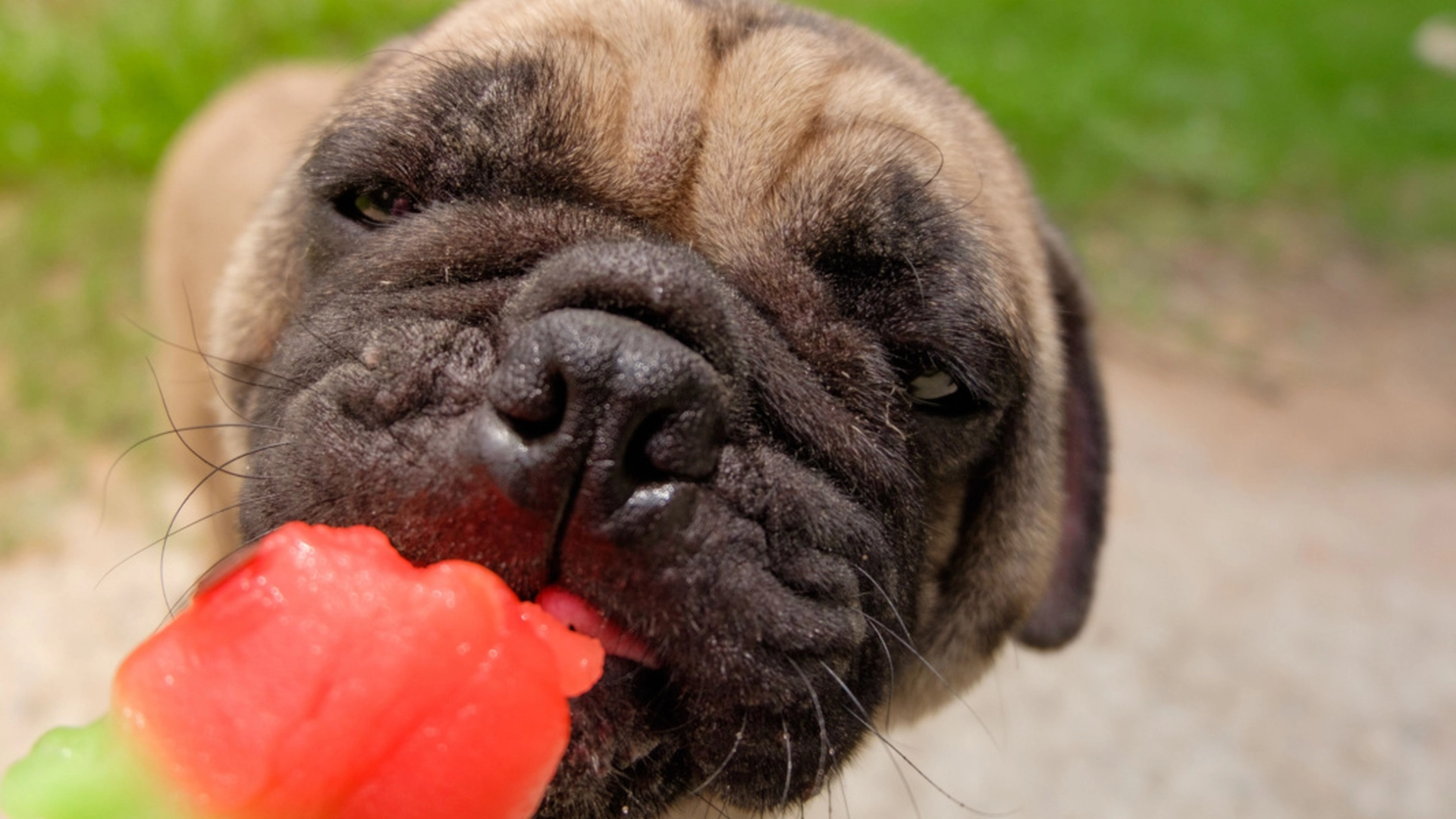 Hundetrener advarer: Ikke gi hunden din isbiter hvis…