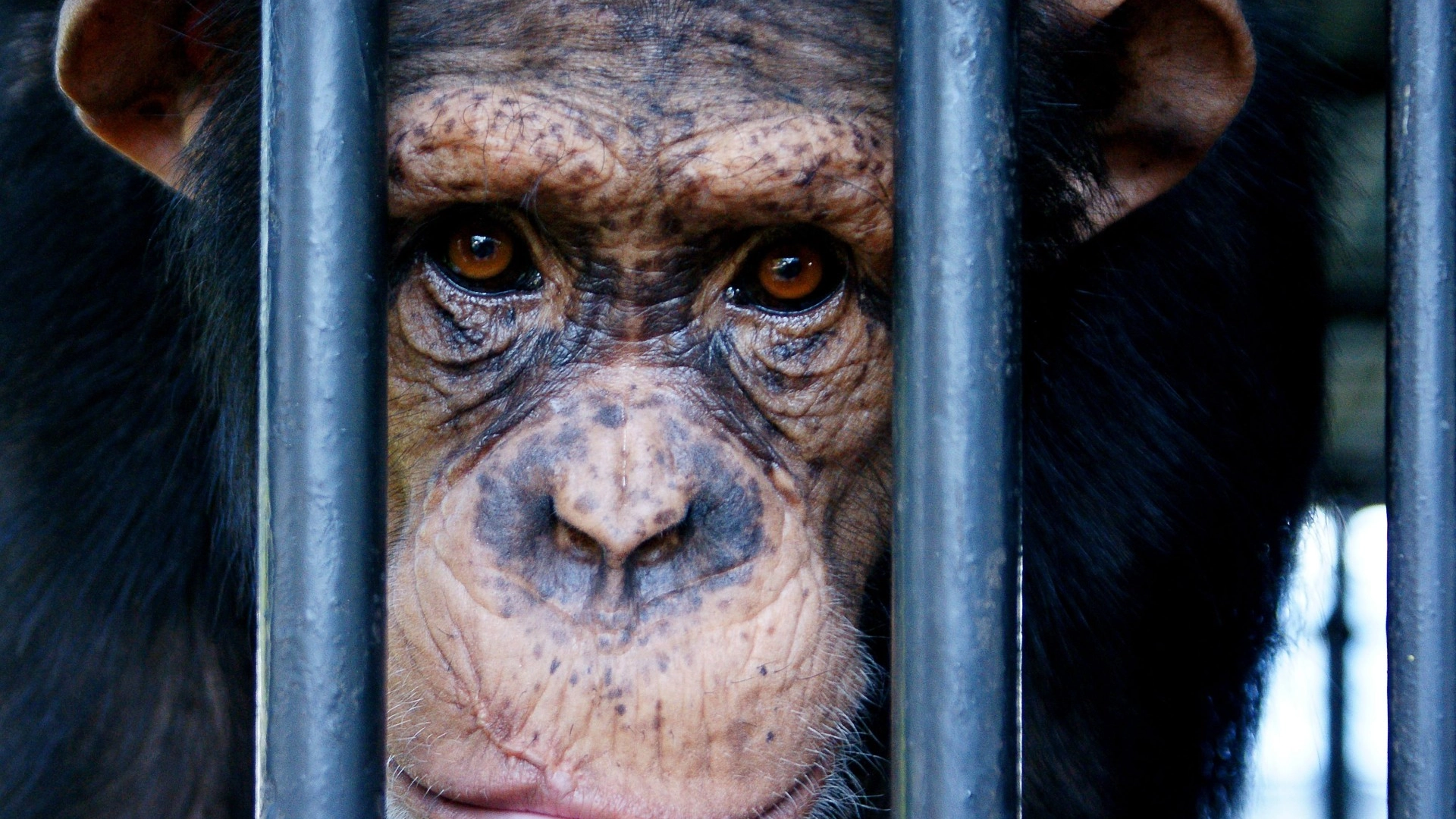 World Animal Protection med hjerteskjærende uttalelse: – Dette er noe av det verste vi har sett så langt