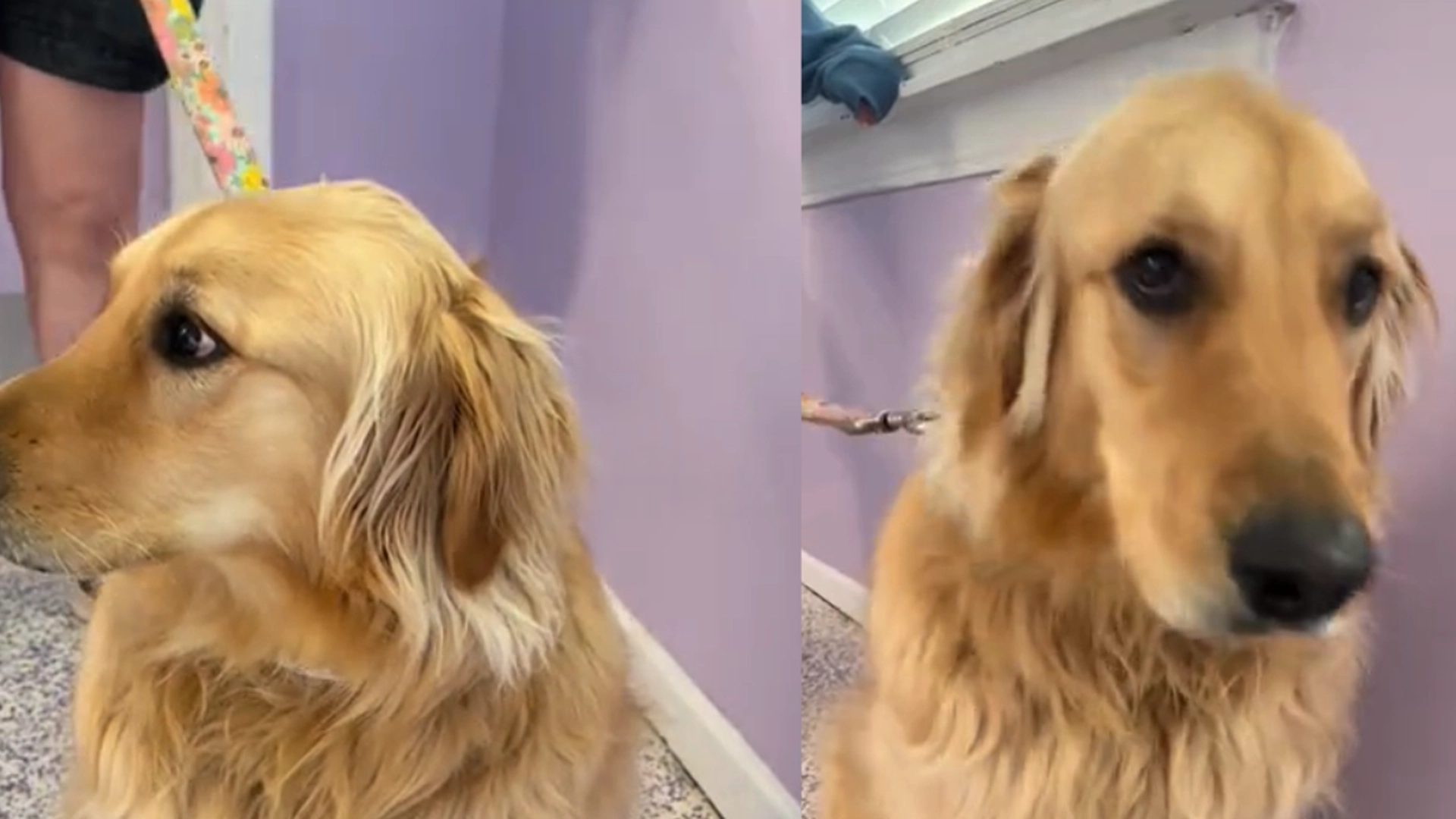 Forvirret hund blir stående på internat – fortsetter å lete etter eieren i 2,5 år