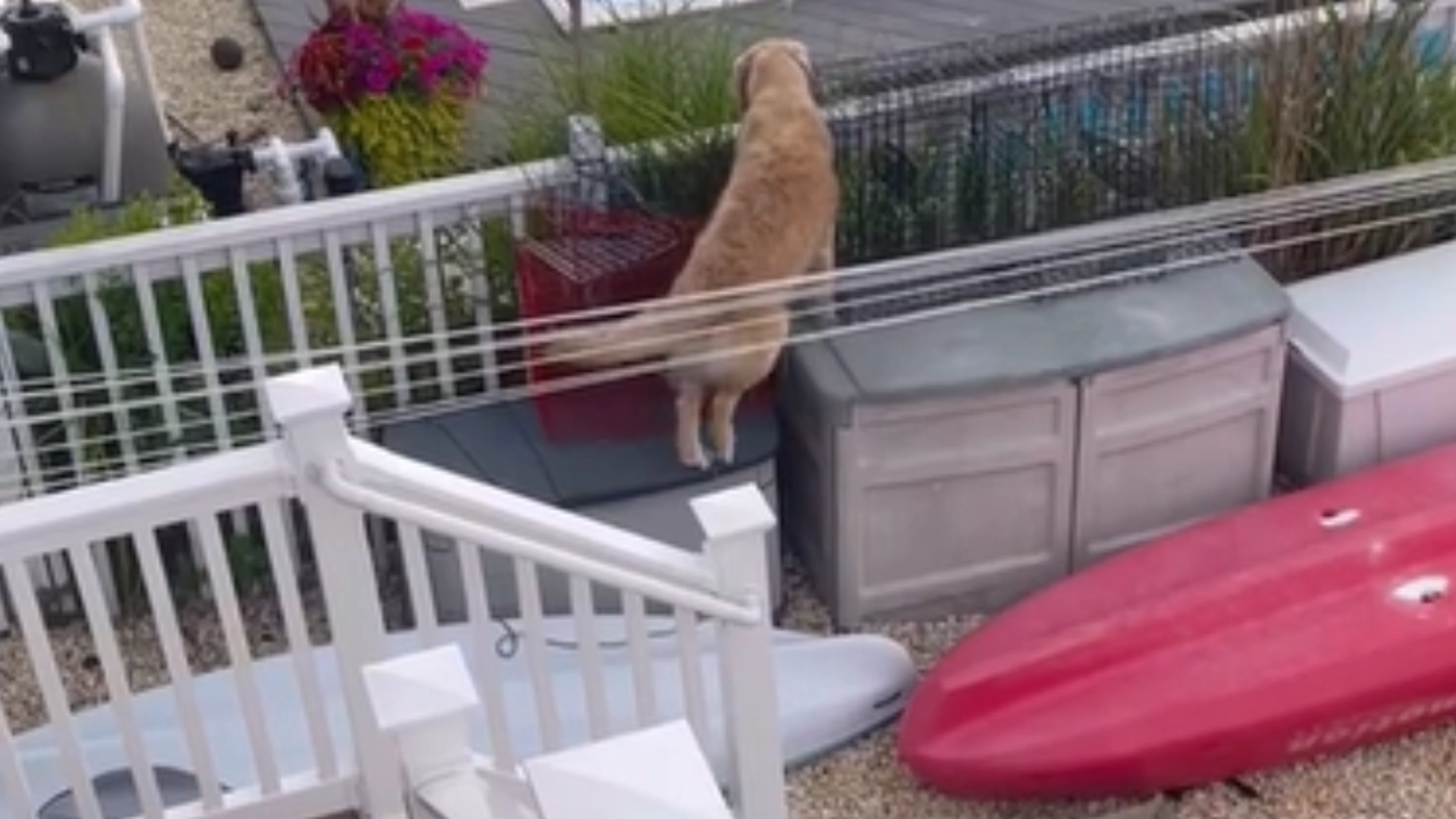 Golden retriever hopper over gjerde: Når du ser hvorfor, vil du ikke klare å slutte å smile