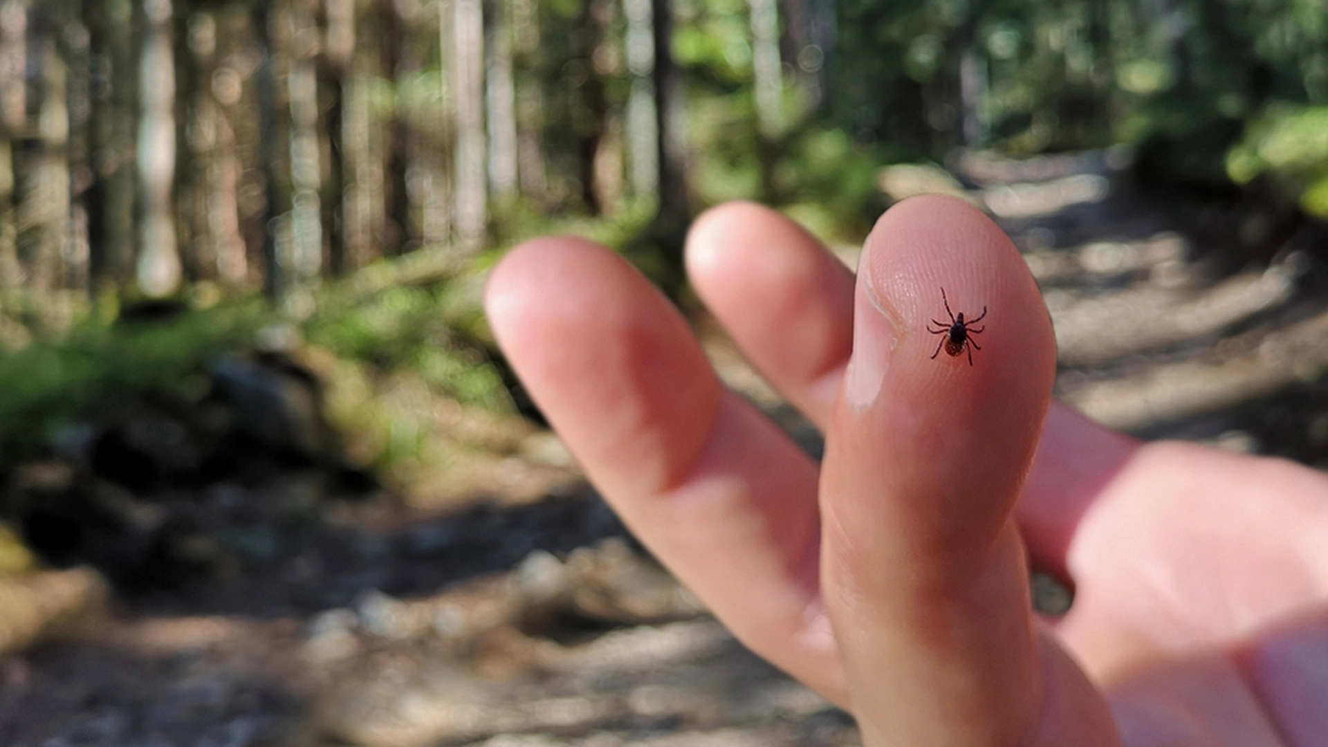 Flåttsesongen starter snart: Med disse 3 plantene vil du holde dem borte fra hagen