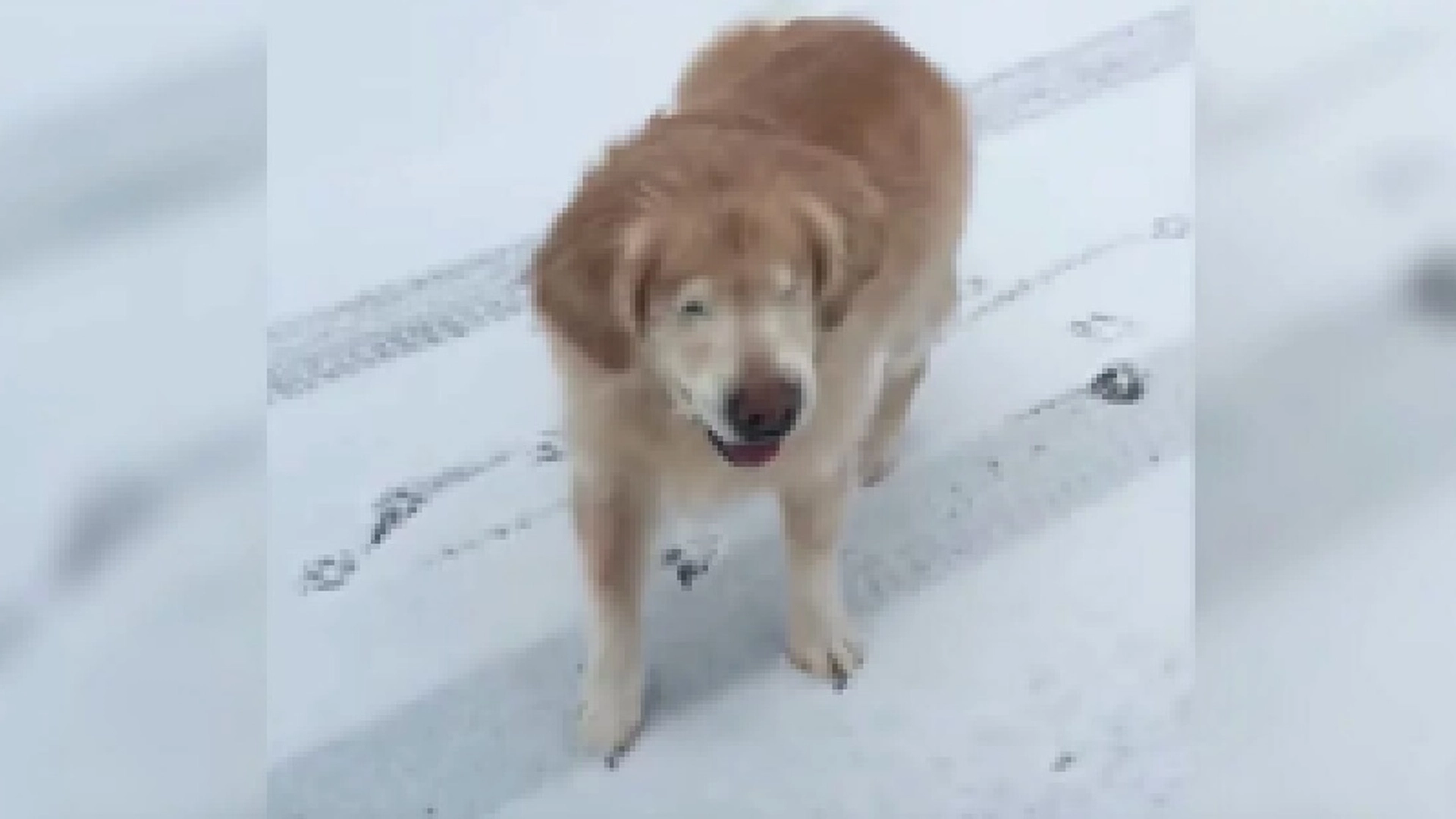 Blind hund som leker i snøen for første gang: Men vent til du ser den utrolige reaksjonen