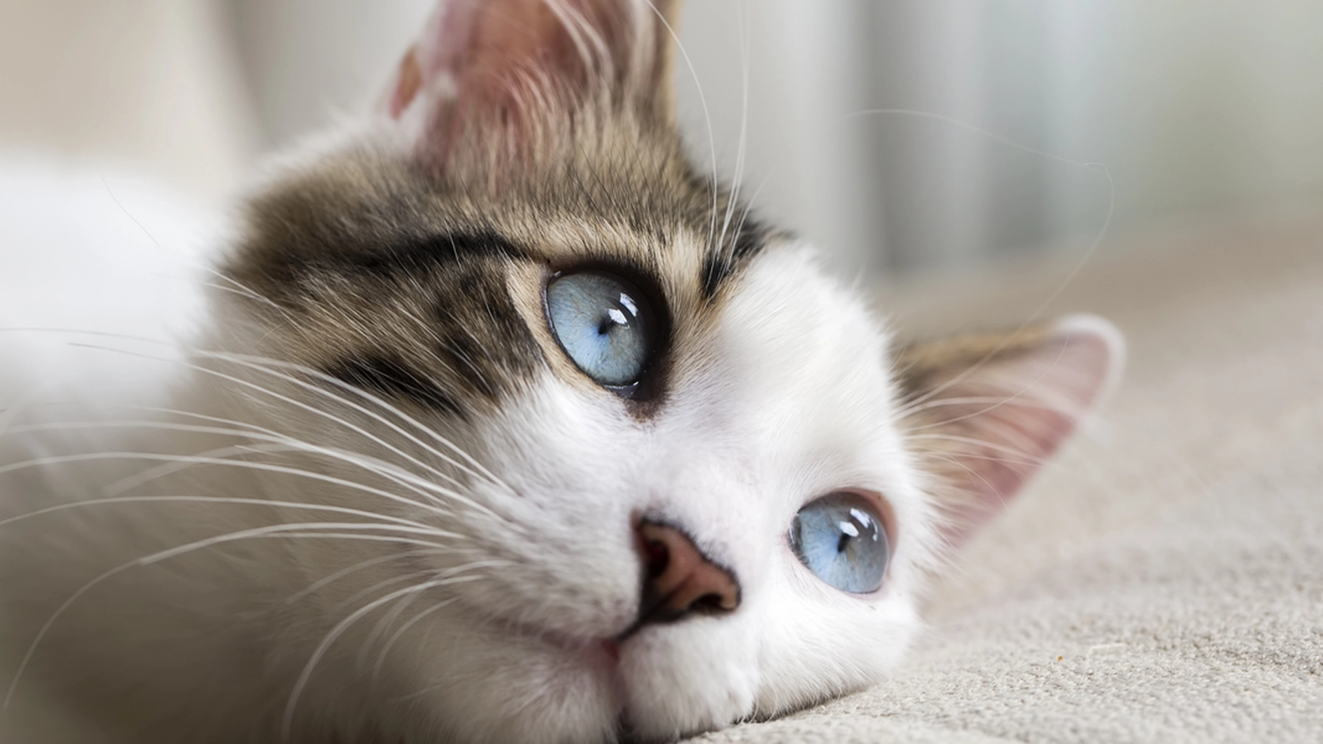 Når regnes katten din som gammel? Les svaret her