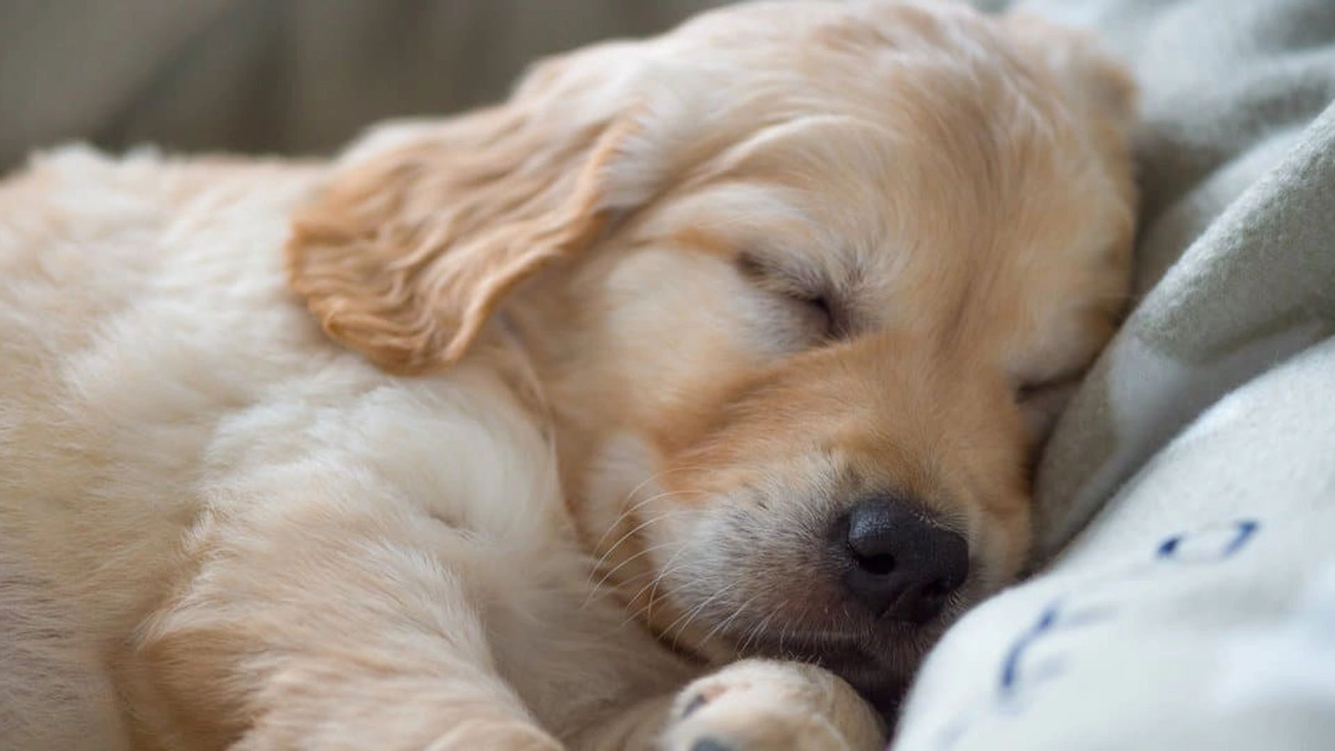 Studie avslører nøkkelen til god søvn: Bytt ut kjæresten med hund i sengen