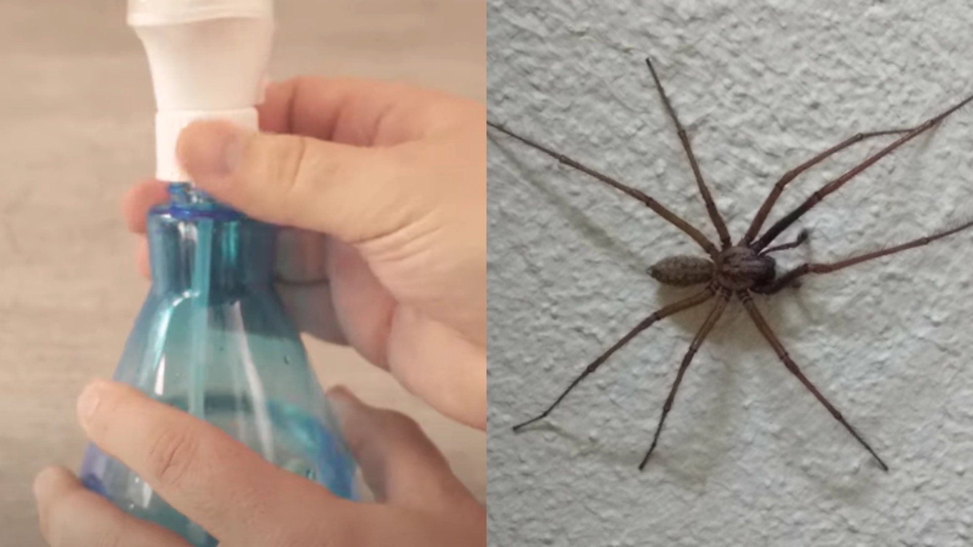 Edderkopper klarer ikke lukten: Denne hjemmelagde sprayen holder krypene borte fra hjemmet ditt