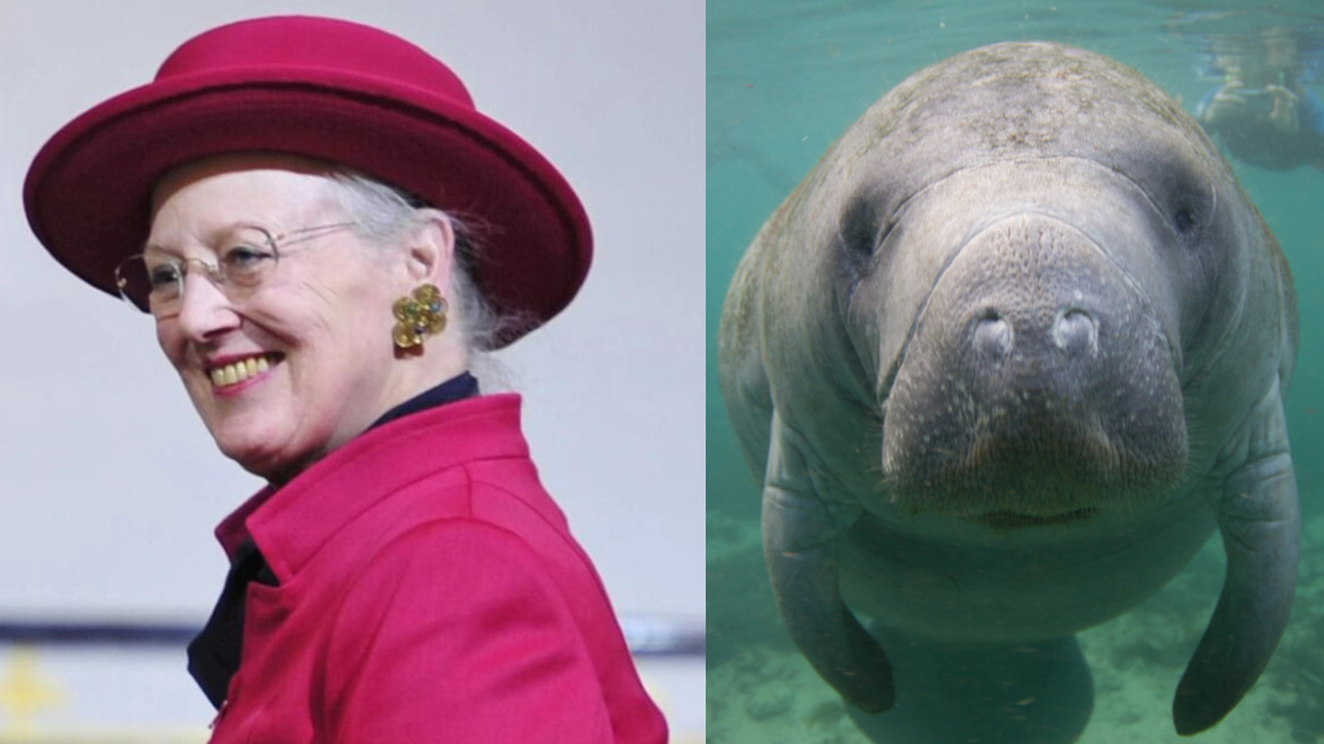 Hva har tusenvis av sjøkuer og dronning Margrethe til felles? 14. januar skriver seg nok en gang inn i historiebøkene