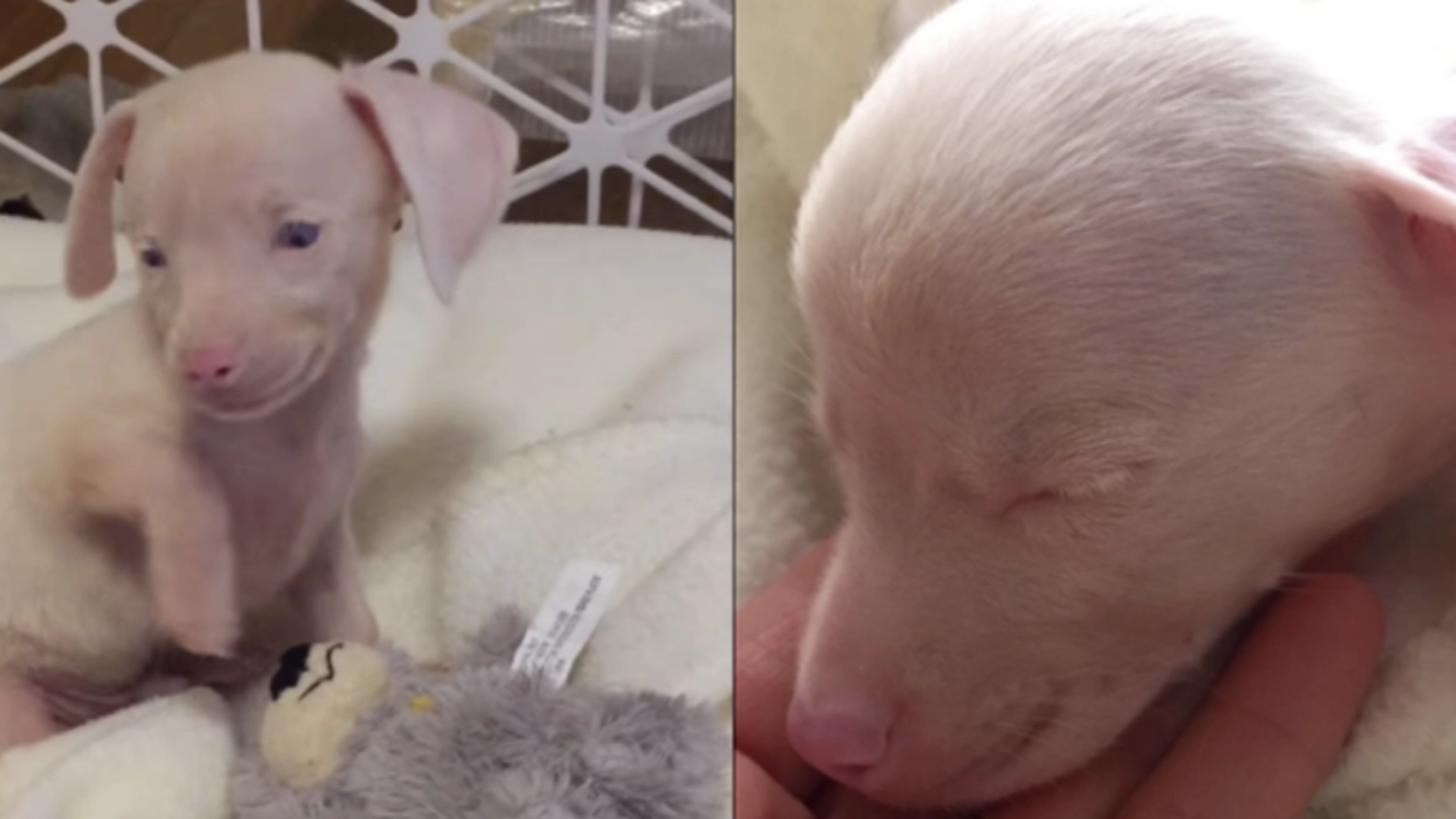 Valpen «Piglet» ble født døv og blind: Nå blir den søte hunden hyllet som en helt