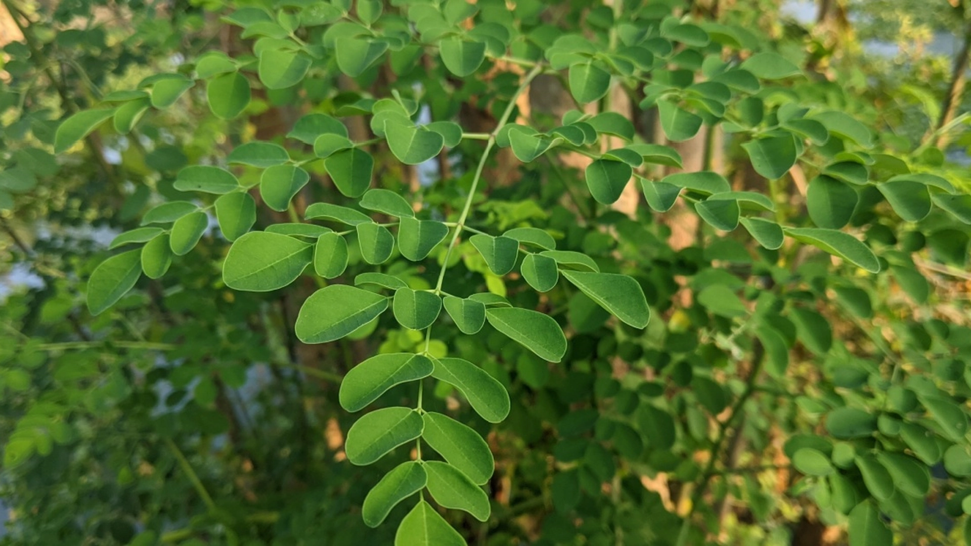 Planten som kan støtte leveren og tarmene – få vet om denne