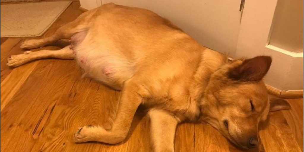Gatehunden var drektig og måtte føde: Veterinæren ble sjokkert da hun så valpene