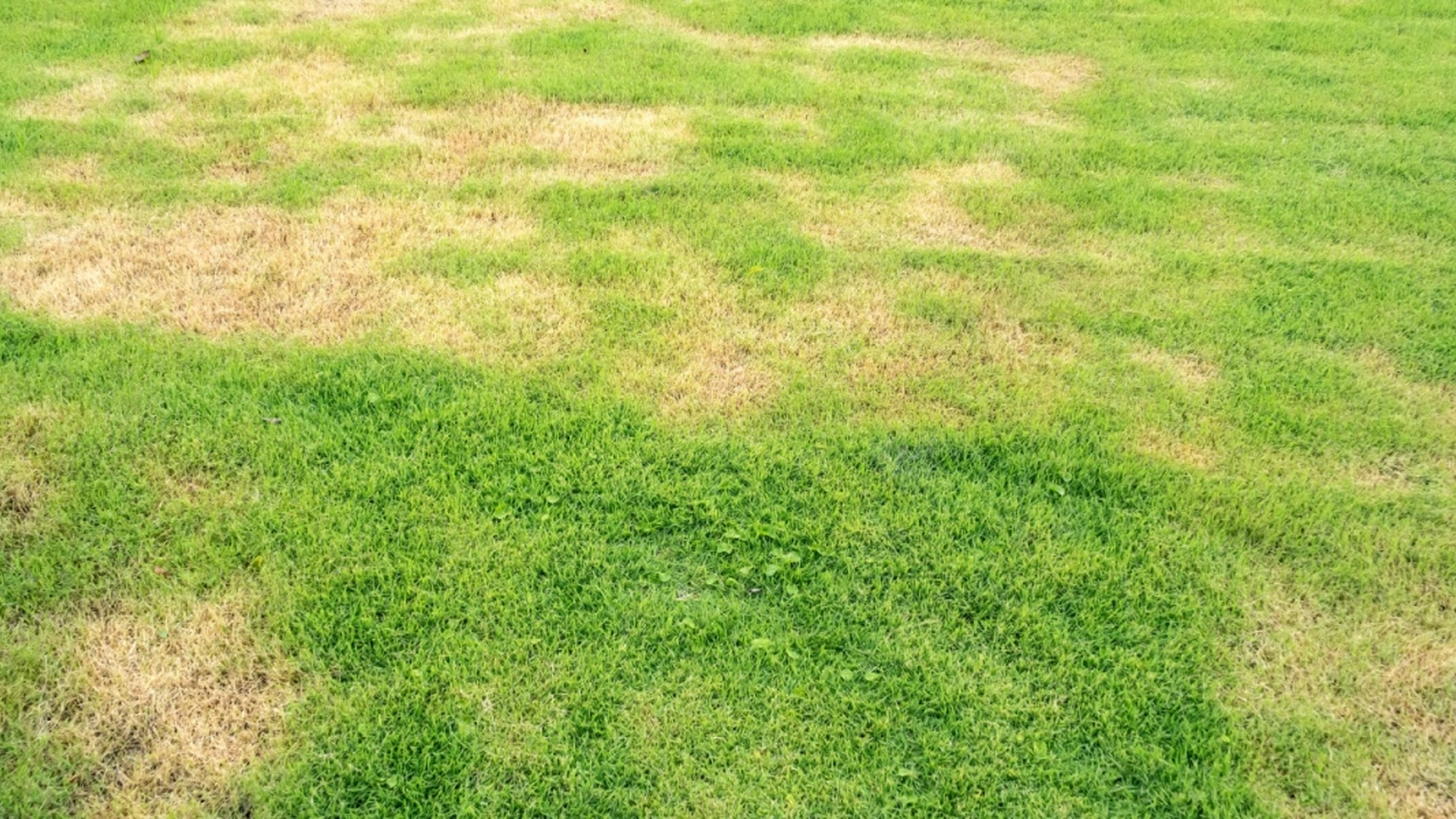Gjenoppliv plenen din! Hvordan bekjempe skallete flekker med tre effektive trinn