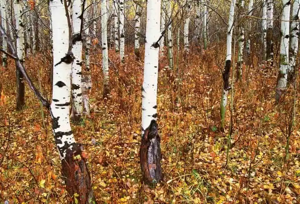 Ser du ulven i skogen? Kun de med skarpt blikk klarer det på 5 sekunder
