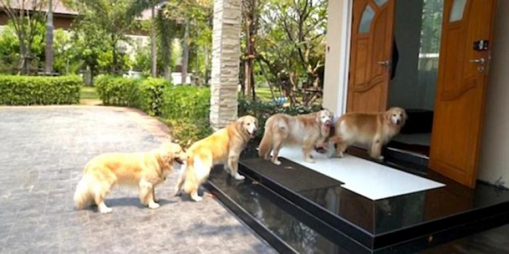 4 Golden Retrievere stiller seg på rekke – hold øye med hva de gjør