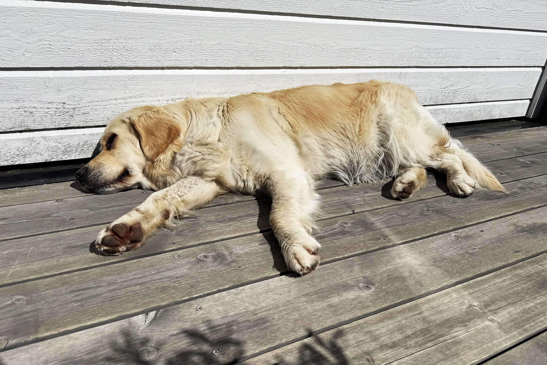 Dette kan være livsfarlig for hunden din i sommervarmen