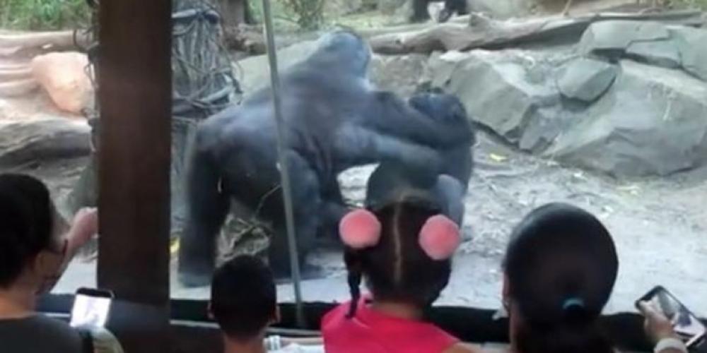 Småbarn skremt for livet: Gorillaer utfører oral få meter fra gjester i dyrehagen