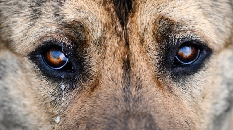 Visste du at hunden din også &laquo;gråter&raquo;?