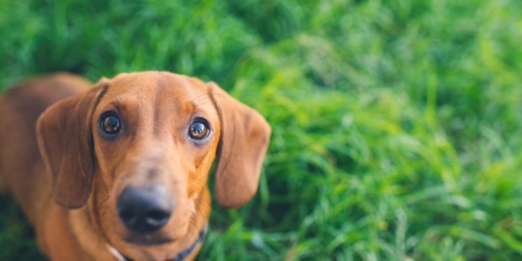 Hunden Brandy hadde nettopp kommet til sin nye eier: Så ble hun stjålet