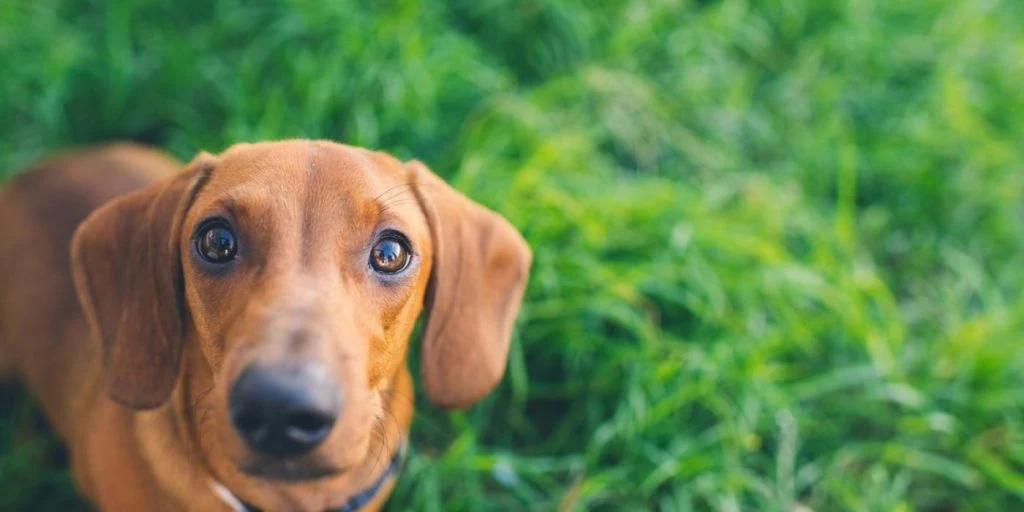 Hunden Brandy hadde nettopp kommet til sin nye eier: Så ble hun stjålet